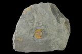 Small, Orange Declivolithus Trilobite - Mecissi, Morocco #138926-1